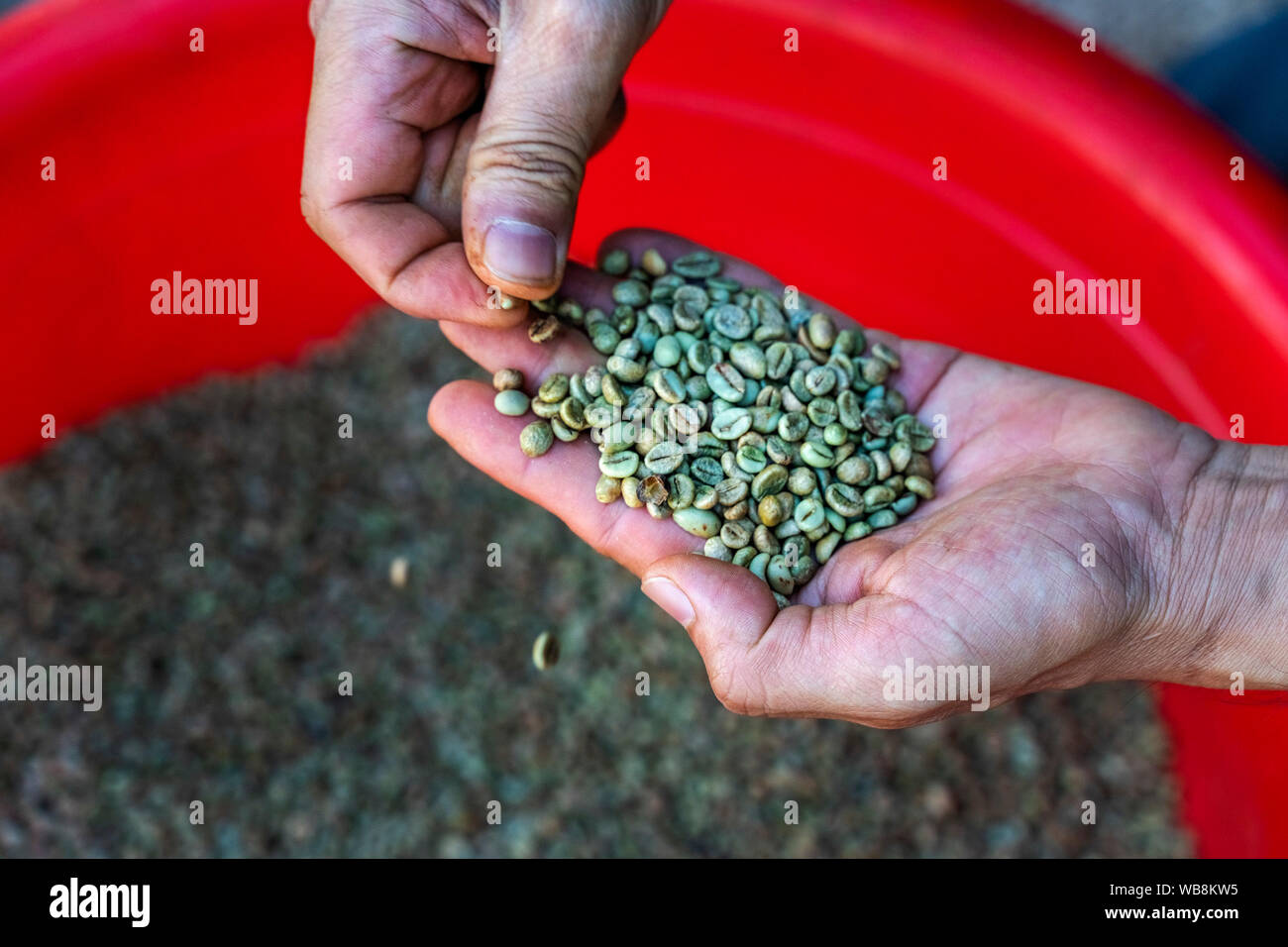 Red coffee cherries in the hands. Farmers harvest coffee by hand in plantation. Gia Lai, Vietnam Stock Photo