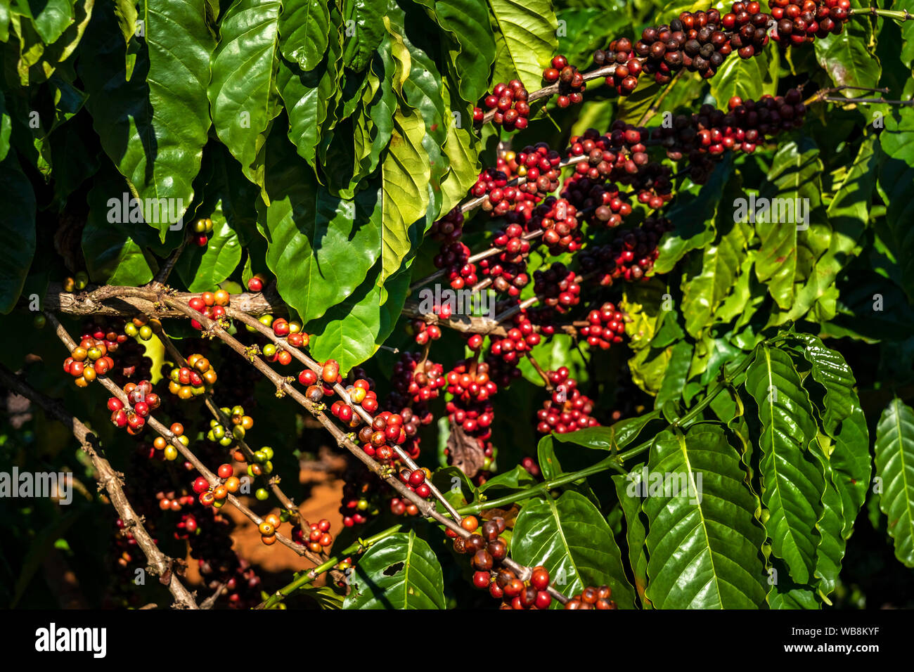 Red coffee beans on a branch of coffee tree with leaves. Ripe and ...