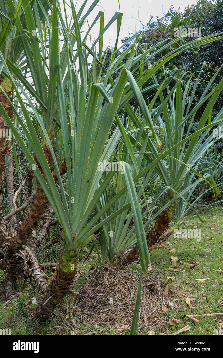 Pandan leaves or Fragrant pandan, green leaves and trees on nature