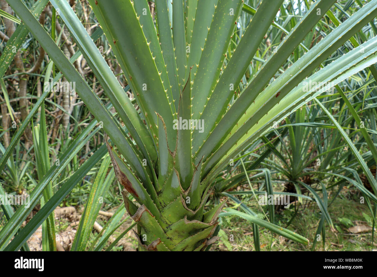 Details palm pandanus leaves hires stock photography and images Alamy