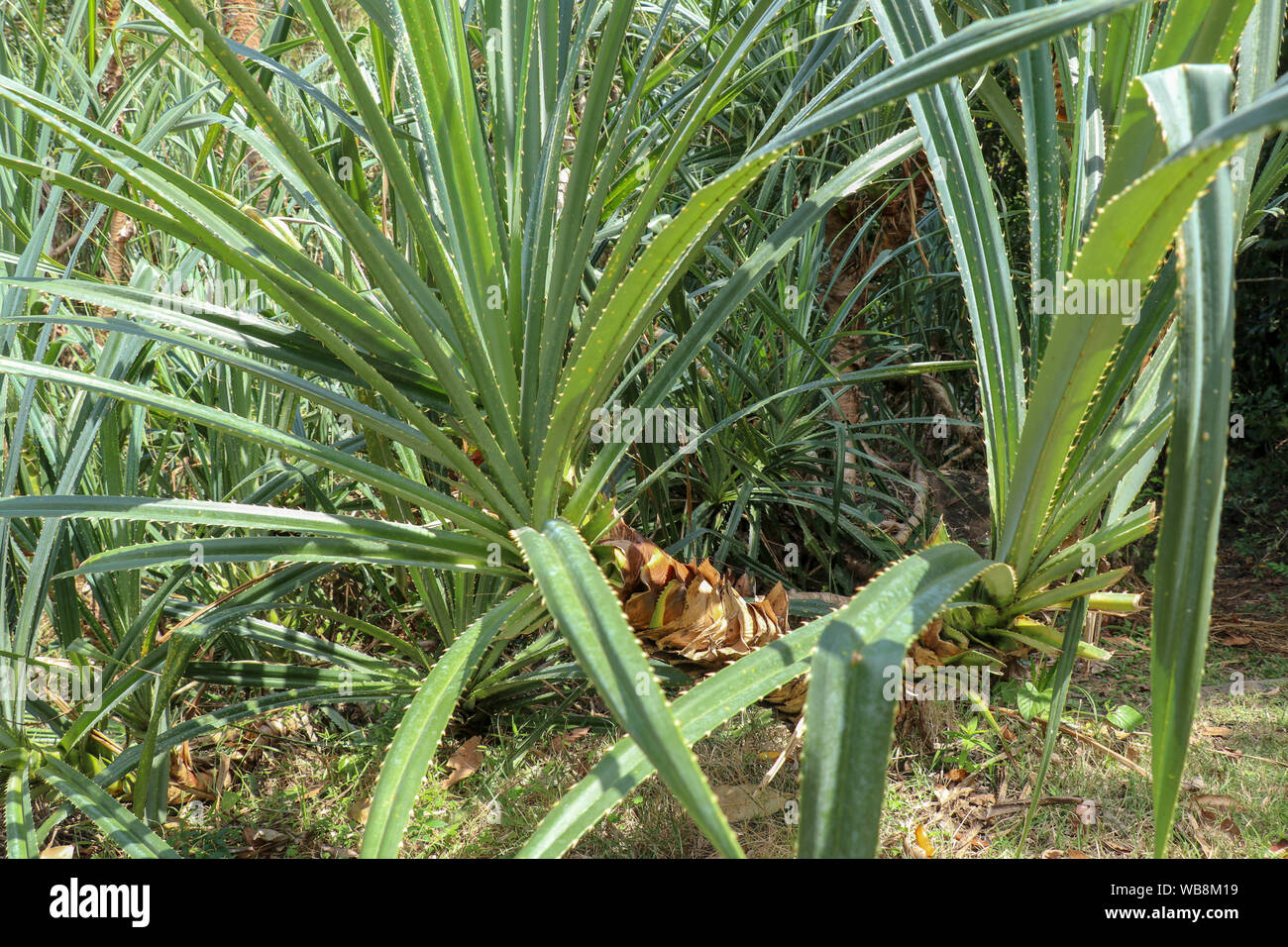 Pandanus Pandanaceae Pandanus Leaves High Resolution Stock Photography
