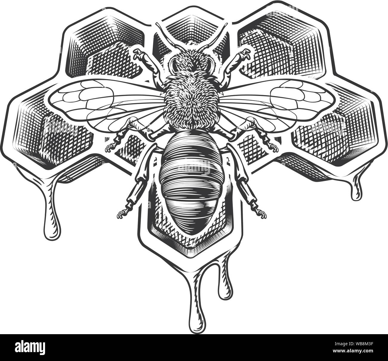 Honey Bumble Bee and Honeycomb Vintage Drawing Stock Vector