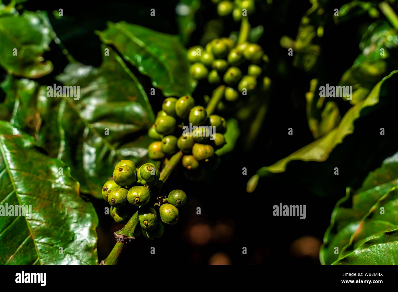 Red coffee beans on a branch of coffee tree with leaves. Ripe and ...