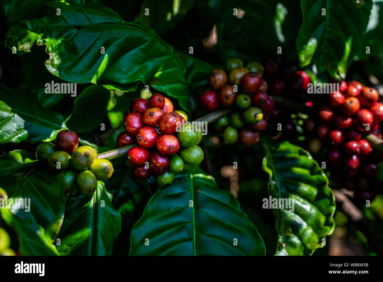 Red coffee beans on a branch of coffee tree with leaves. Ripe and ...