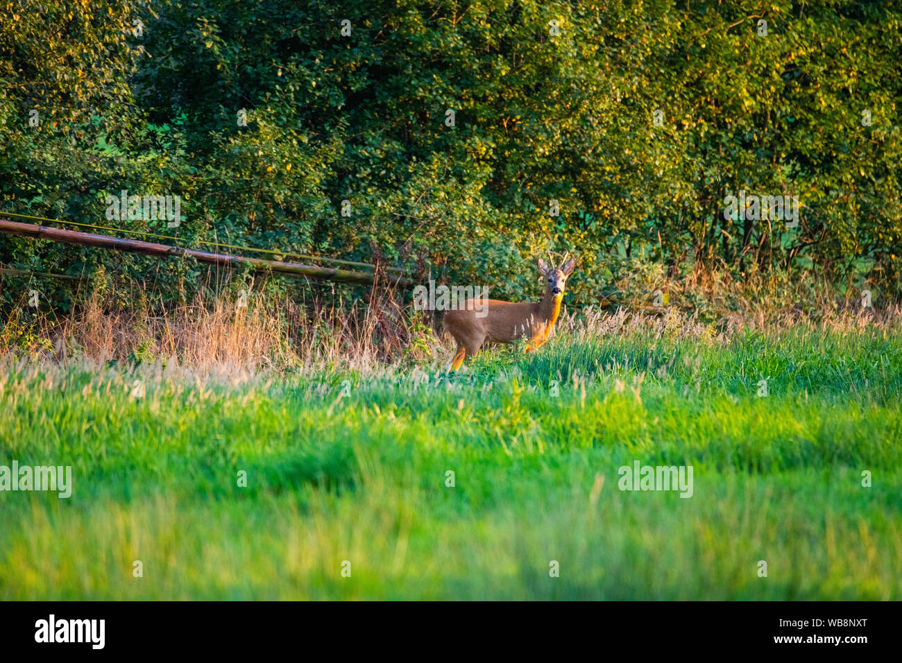 in the evening you can see deer in the fields Stock Photo Alamy