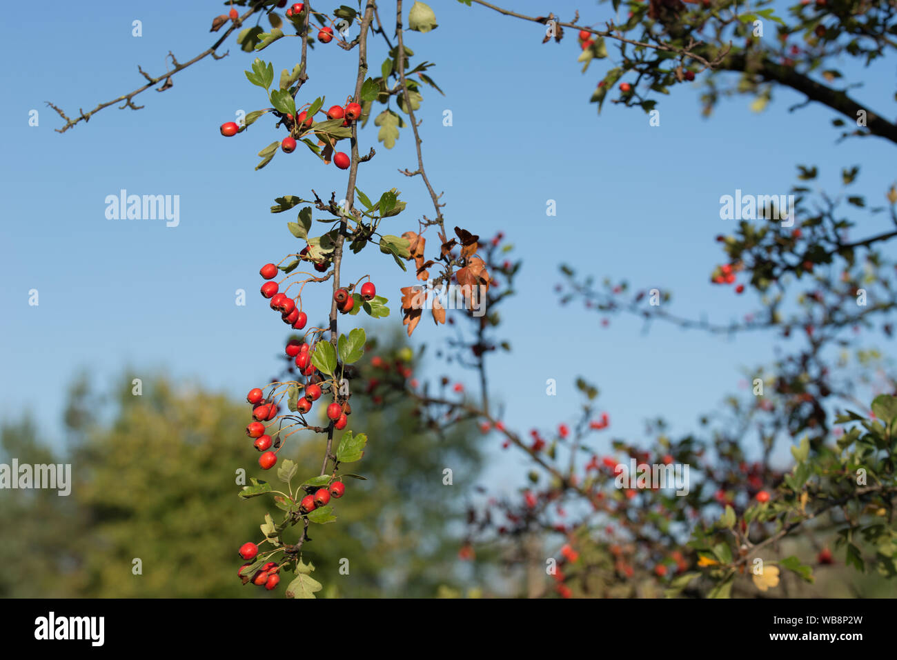 Crataegus , hawthorn, quickthorn red berries on branch closeup Stock Photo