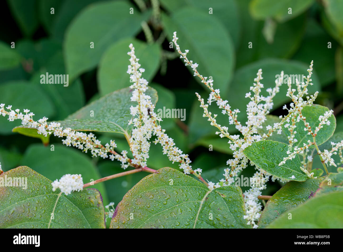 Reynoutria white flowers and leaves closeup Stock Photo