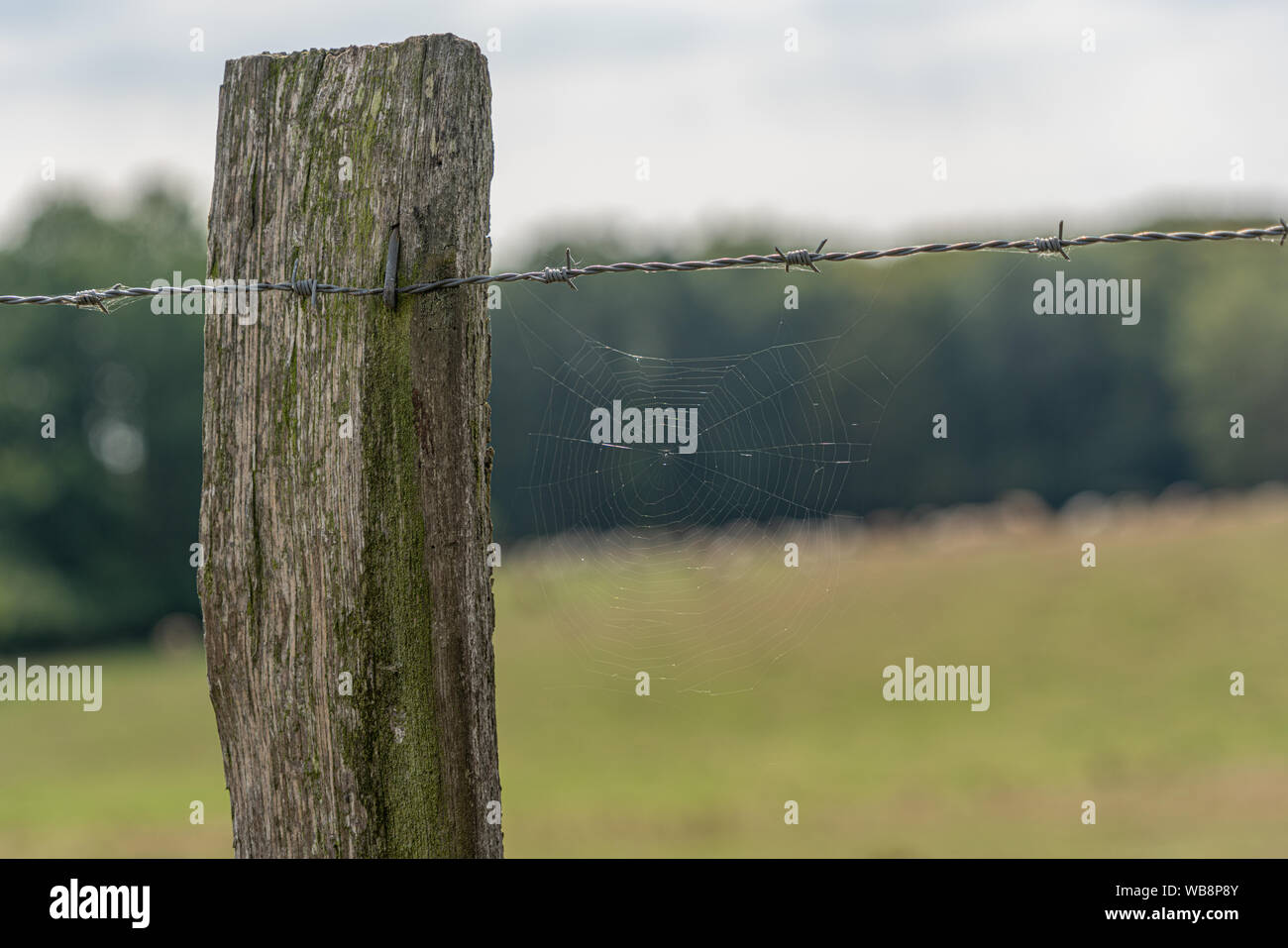 a spider's web hanging from a barbed wire fence Stock Photo Alamy