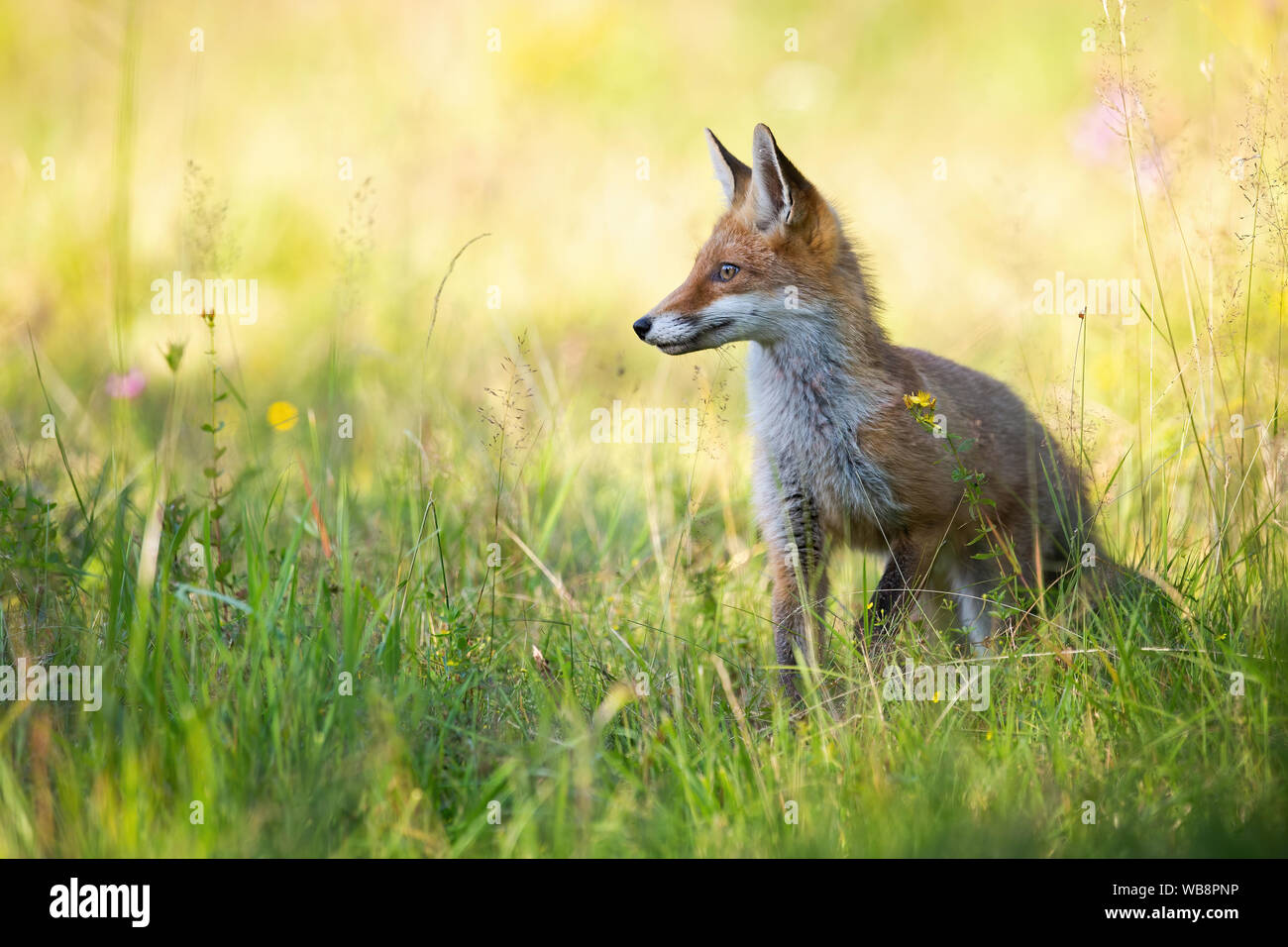 Young red fox, vulpes vulpes, looking aside in summer on green meadow with copy space. Wild animal in nature at sunset with positive sentiment. Stock Photo