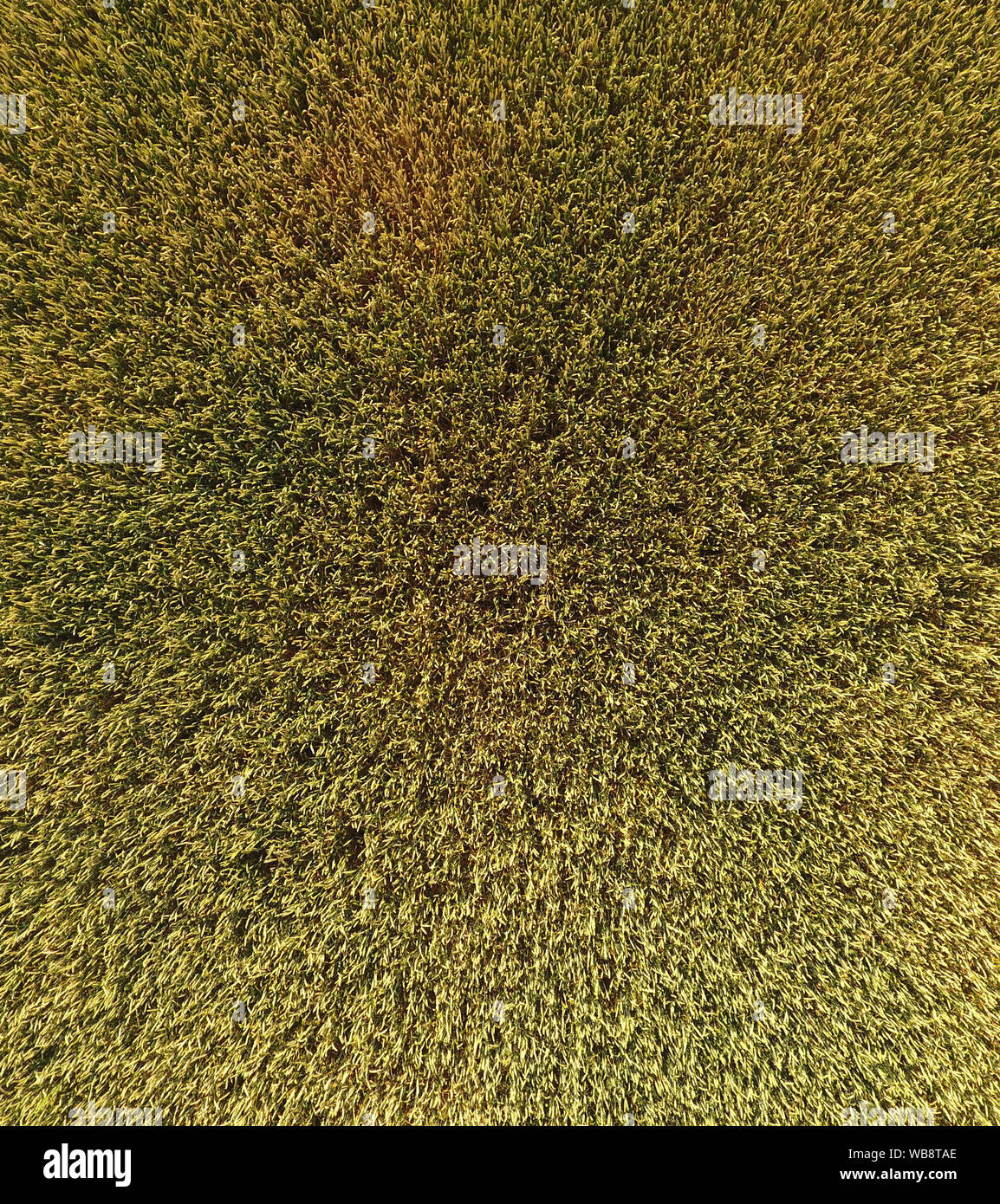 Field with immature green oat hi-res stock photography and images - Alamy