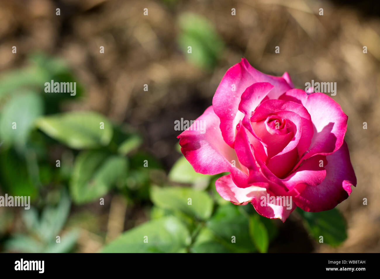 Pink rose flower, red bud on a green foliage background, isolated flower, photo Stock Photo