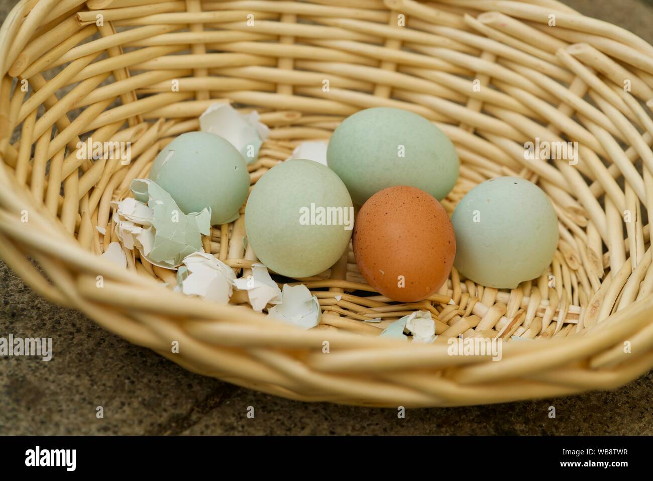 bowl with three green and one brown egg Stock Photo