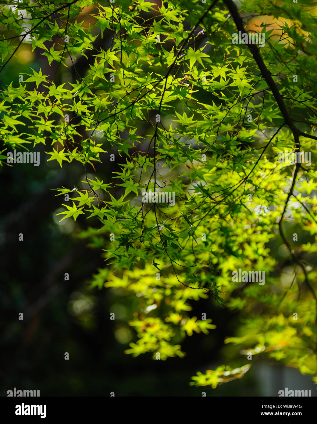 Close up maple leafs hi-res stock photography and images - Alamy