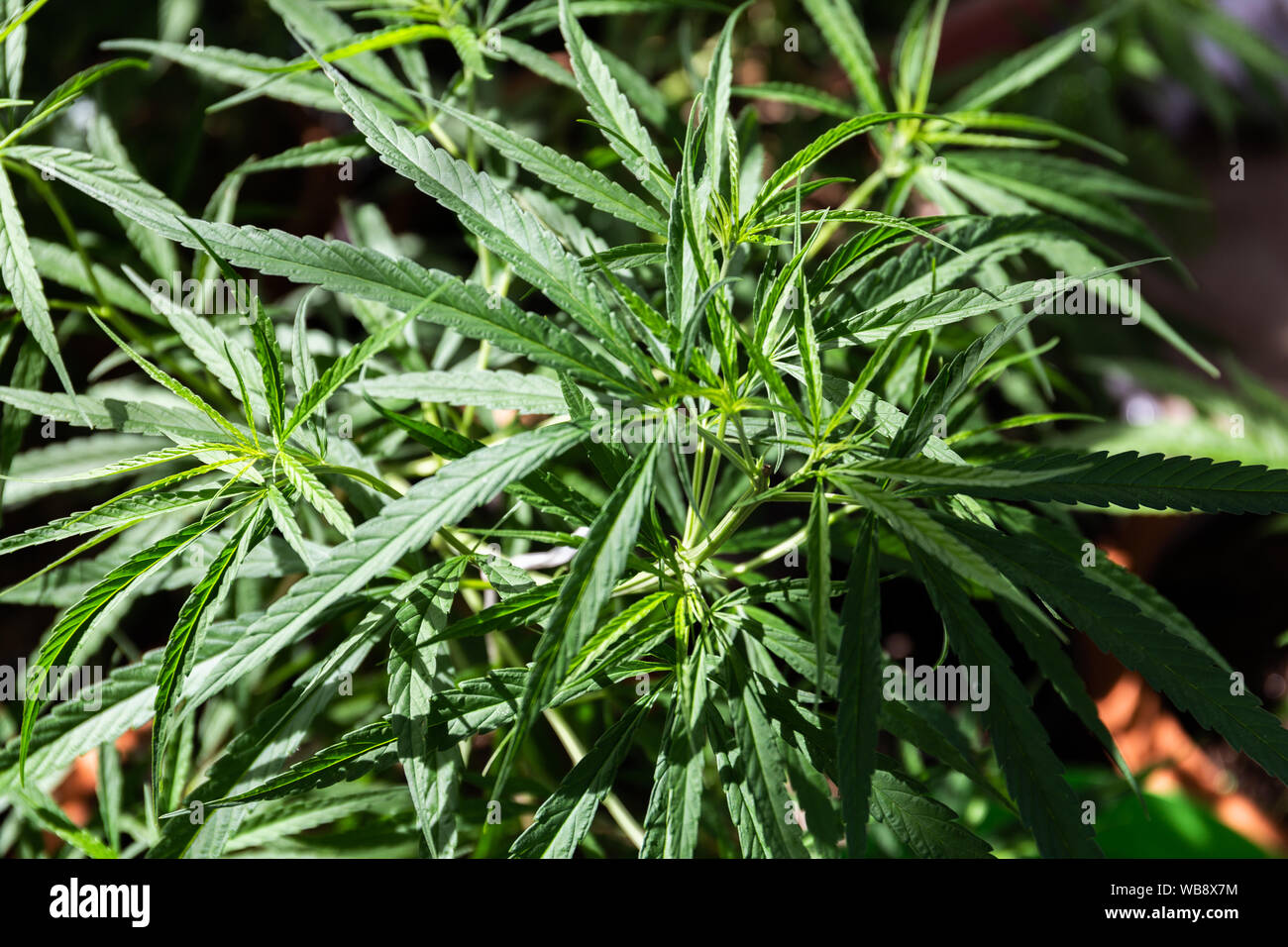 The Cannabis plant, Ganja on white background Stock Photo