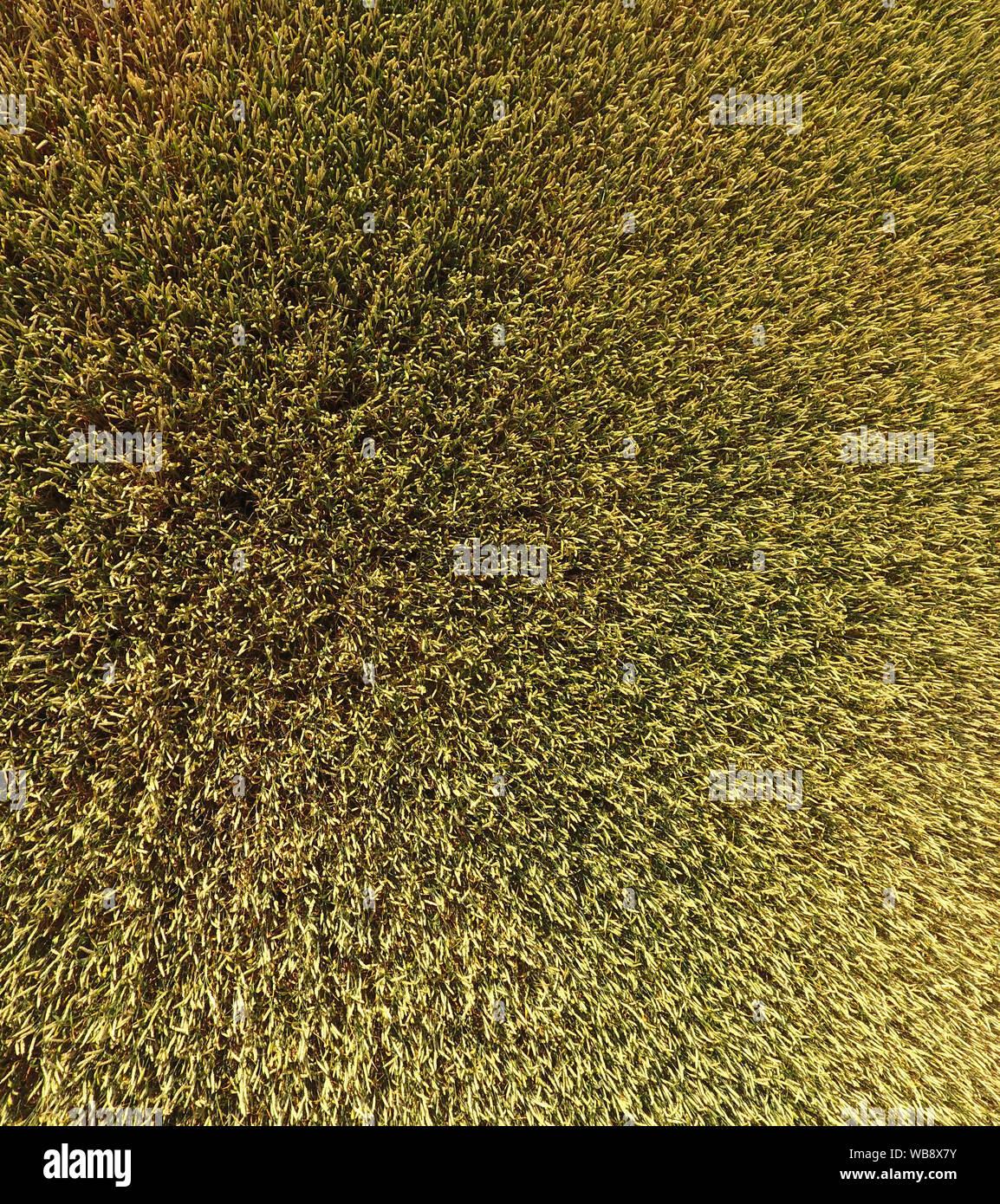 Commonwheat hi-res stock photography and images - Alamy