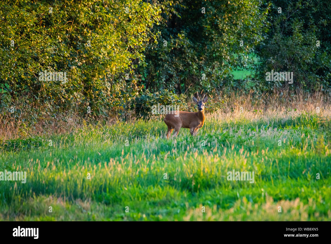 in the evening you can see deer in the fields Stock Photo Alamy