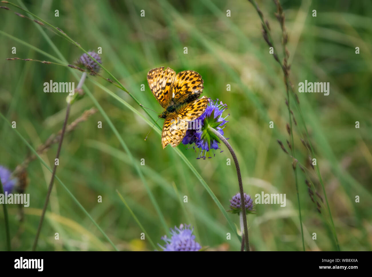 A Titania's fritillary butterfly (Boloria Titania) on a purple flower in a grass field in the Kaunergrat park (Austrian Alps) Stock Photo