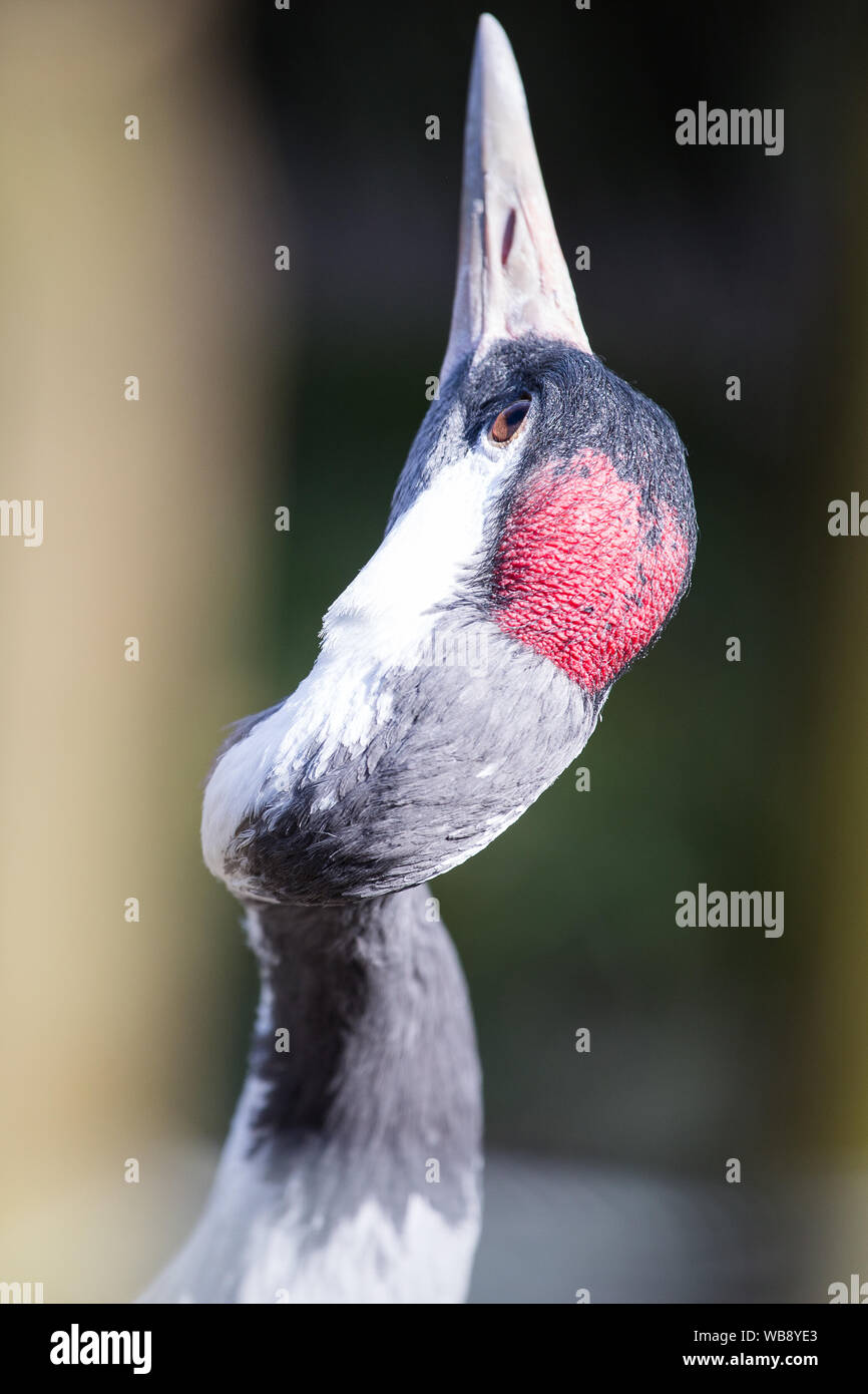 portrait of a crane bird Stock Photo