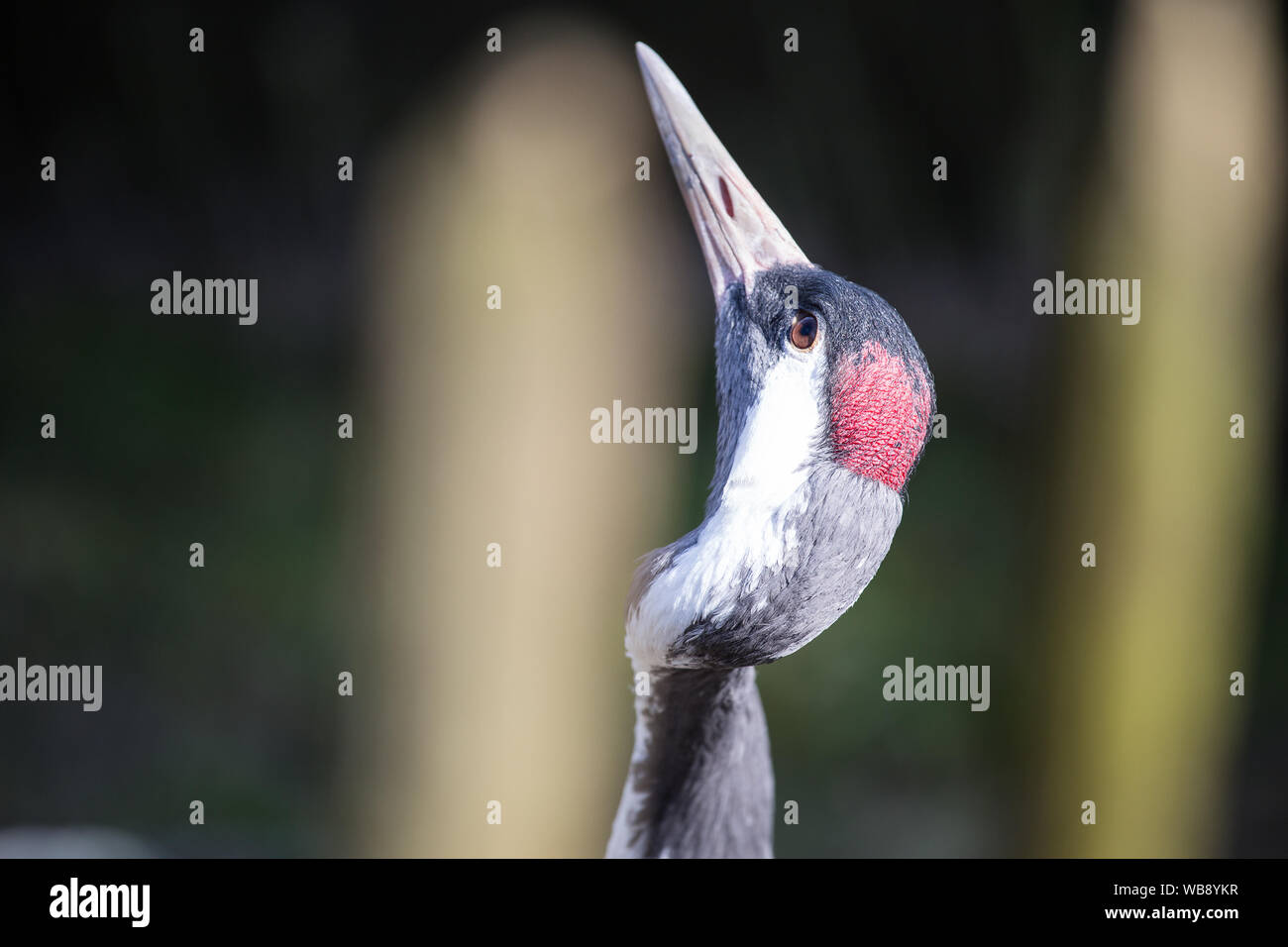 portrait of a crane bird Stock Photo