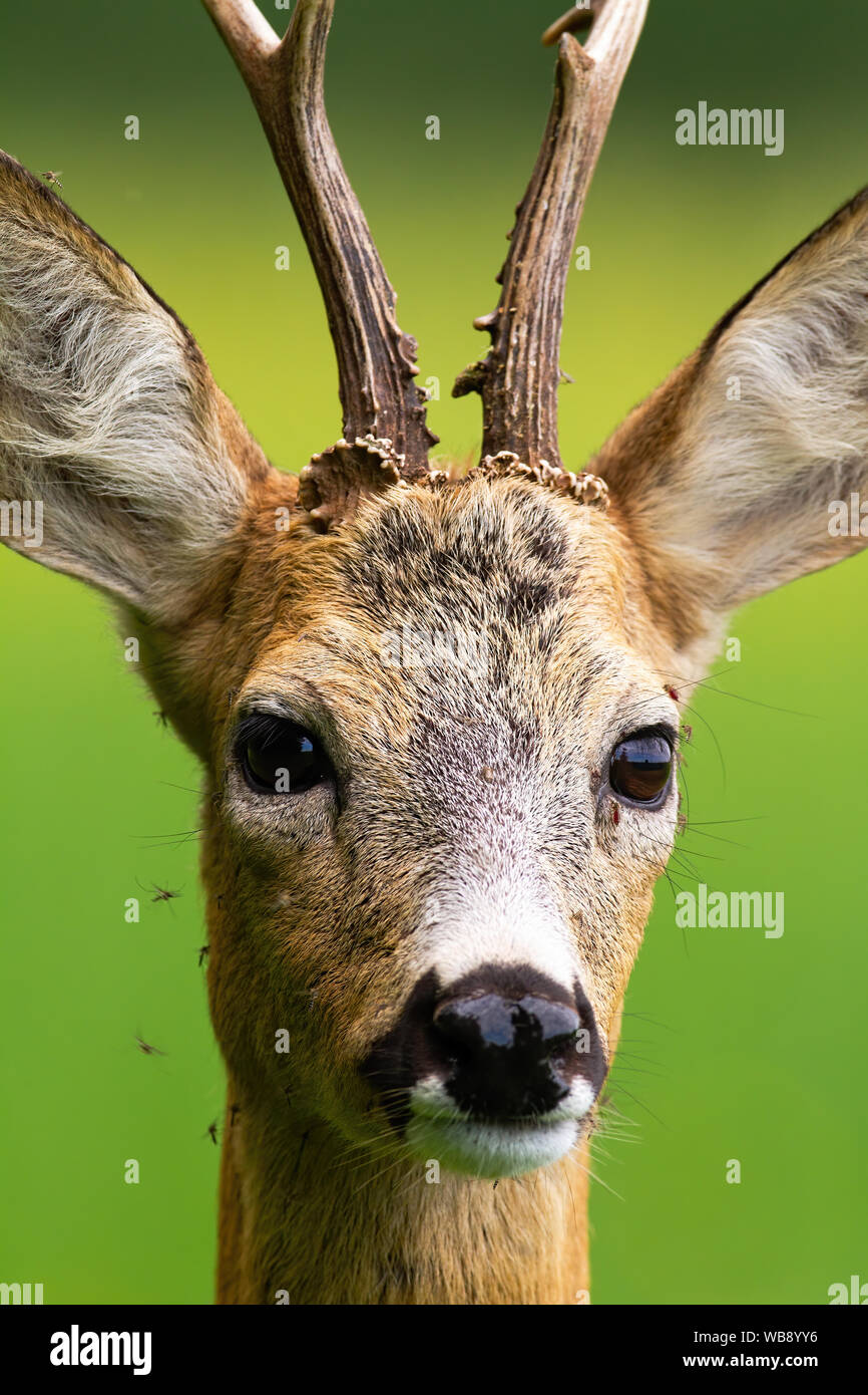 Flock of mosquitoes stinging roe deer, capreolus capreolus, buck in nature in summer. Detail of animal head suffering from insects. Stock Photo