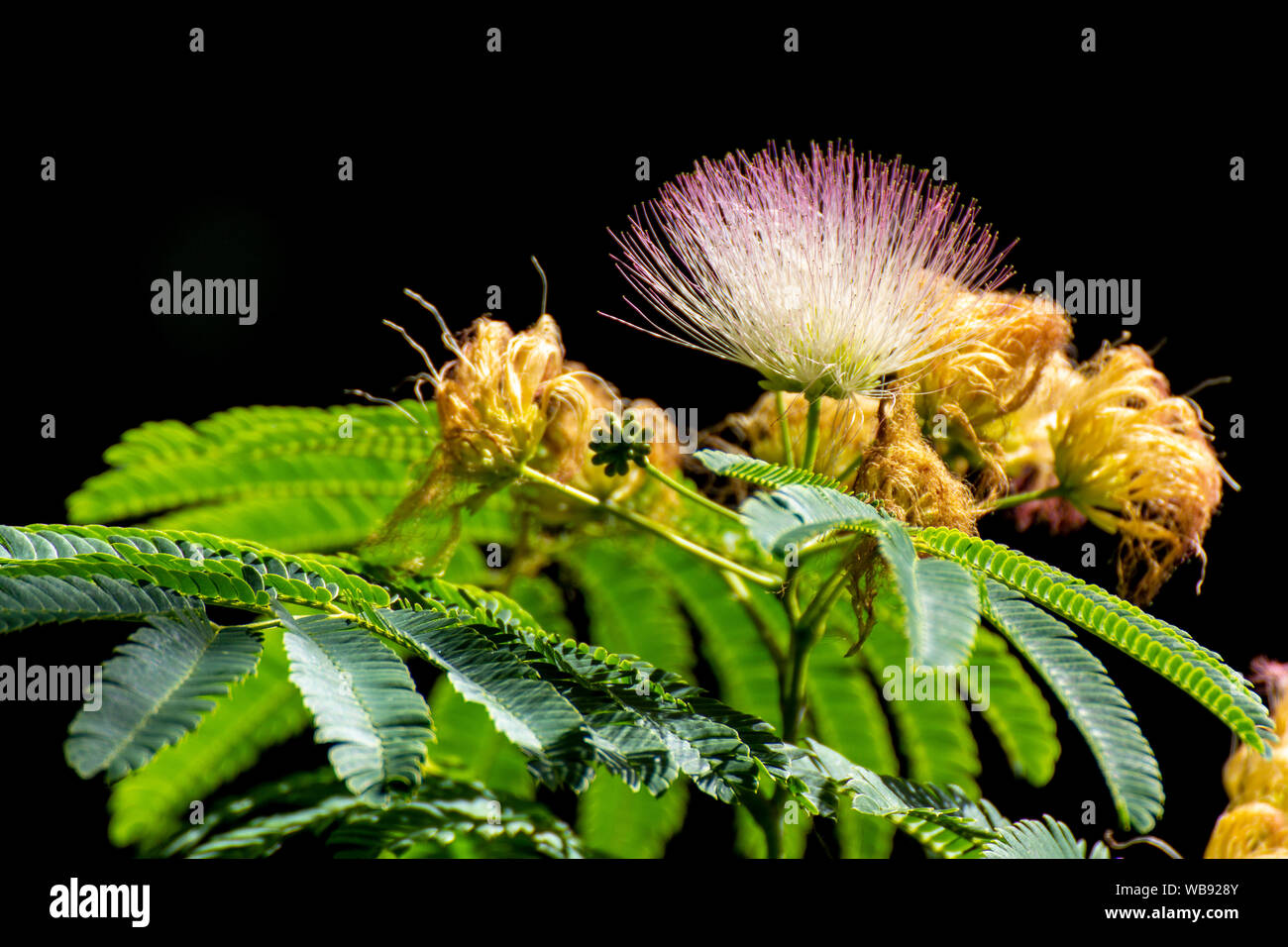 A close up of a flower of an Albizia julibrissin Stock Photo