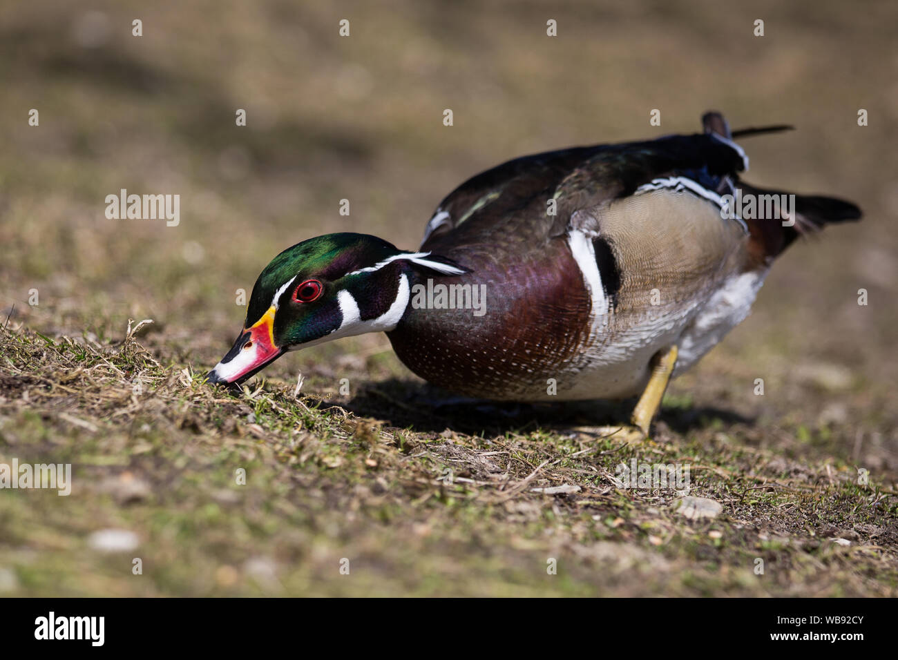 wood duck in a park Stock Photo