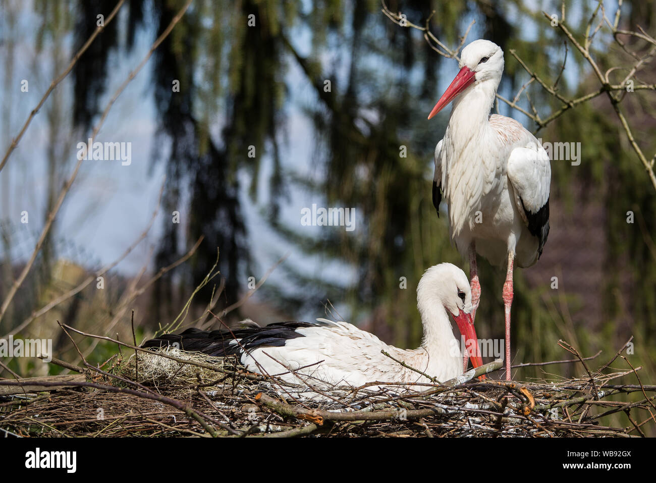 Storks Robin Pair storks standing on hi-res stock photography and images - Alamy