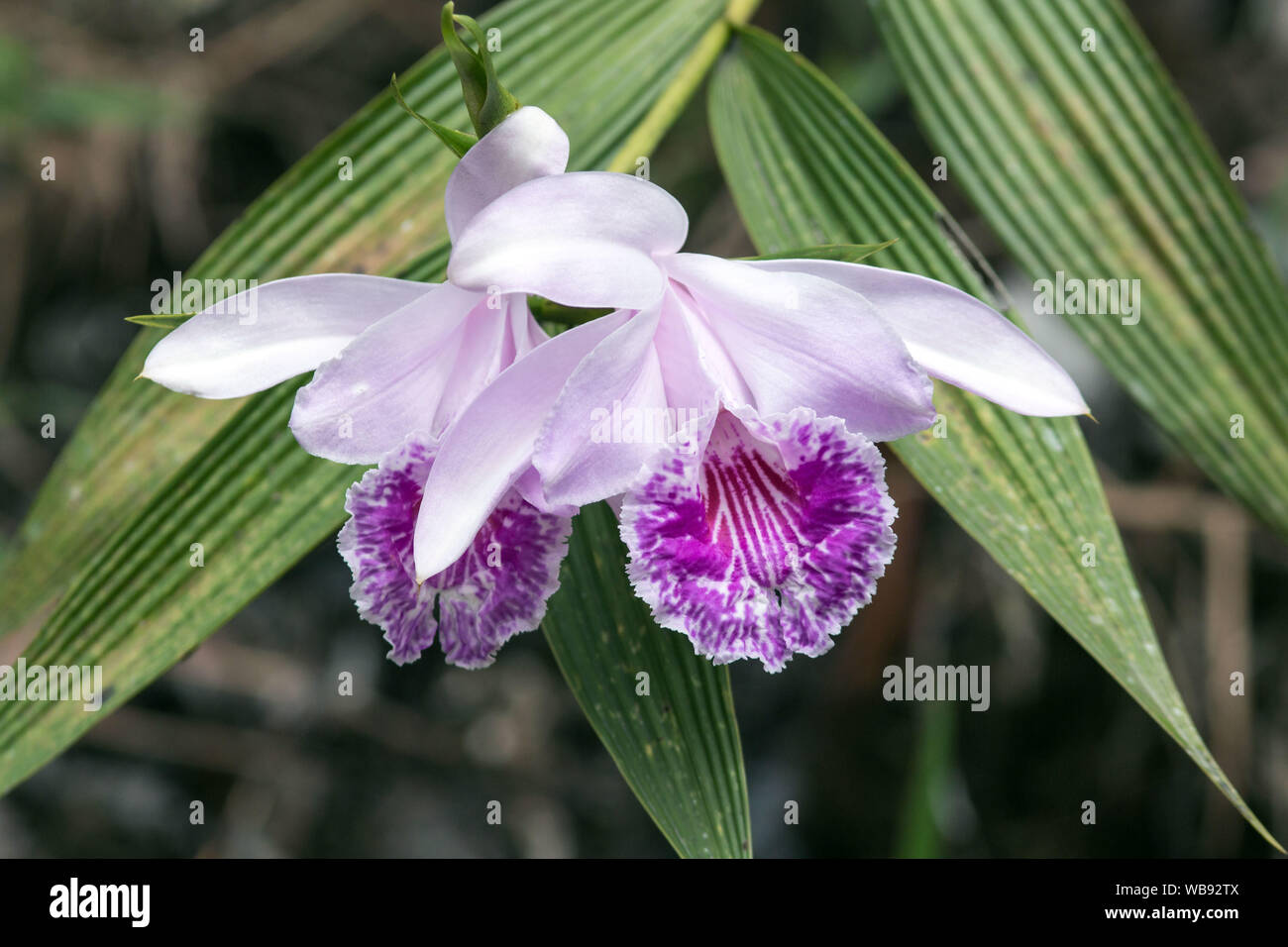 Closeup of large pink orchids ( Sobralia rosea) Zamora,Ecuador.This plant is native to the wet montane forest of Colombia,Peru and Ecuador. Stock Photo