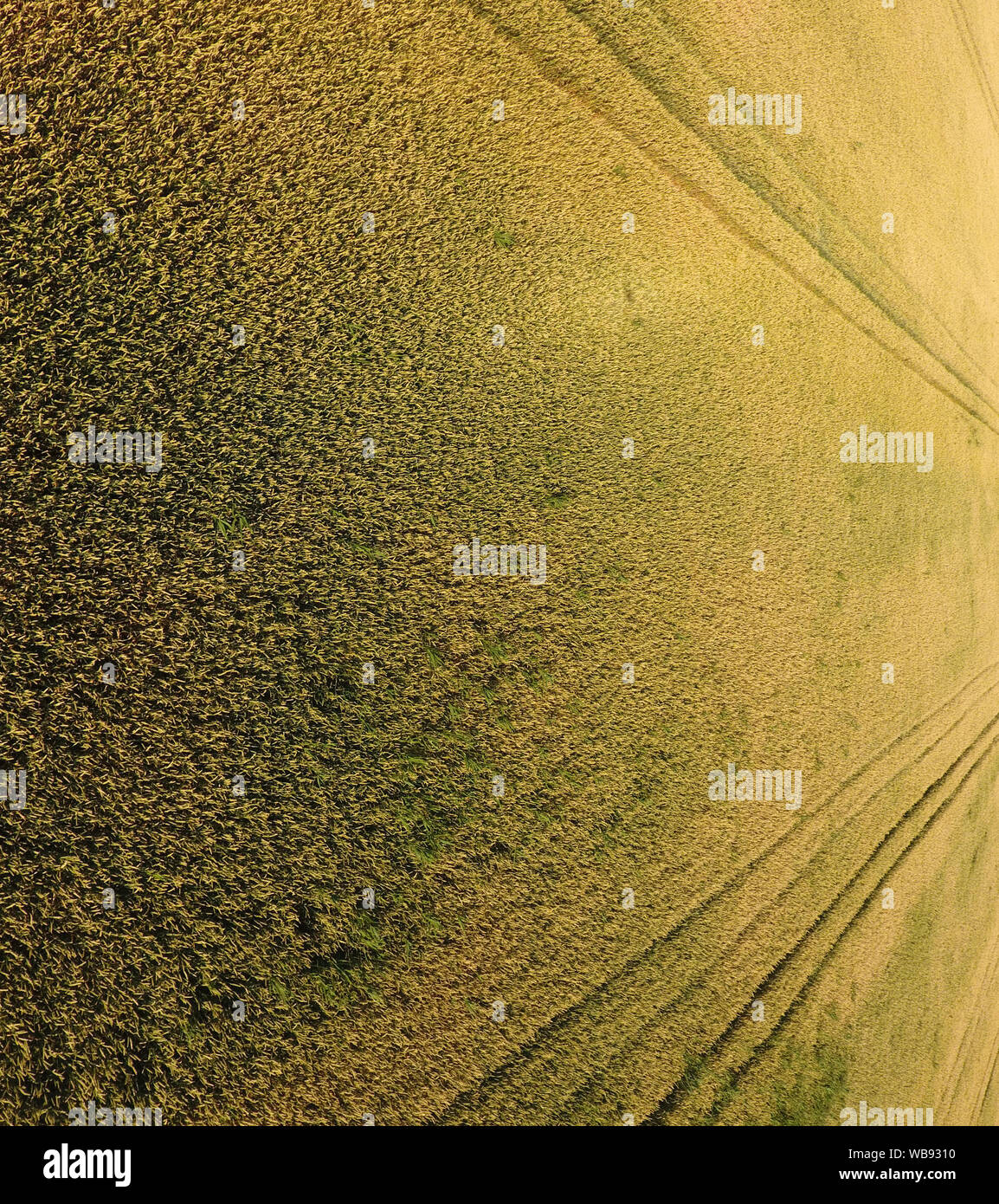 Commonwheat hi-res stock photography and images - Alamy