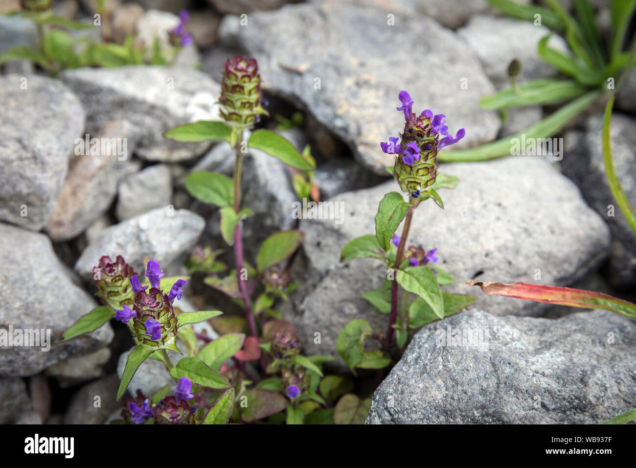 Self Heal, also known as Prunella vulgaris, common self-heal, heal-all, woundwort, heart-of-the-earth, carpenter's herb, brownwort and blue curls. The Stock Photo