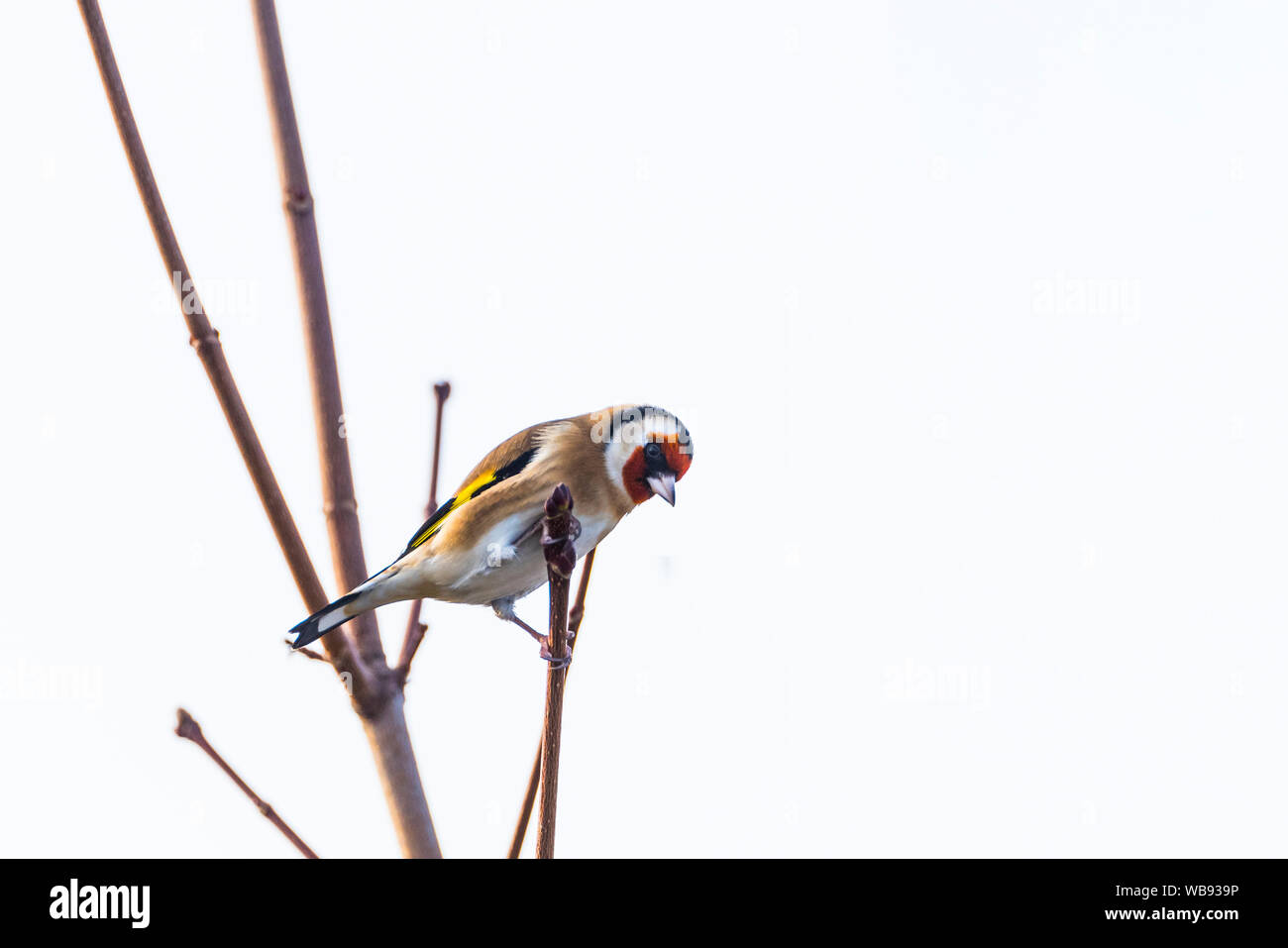 Goldfinch sitting amongst tree branches with white sky behind. Stock Photo