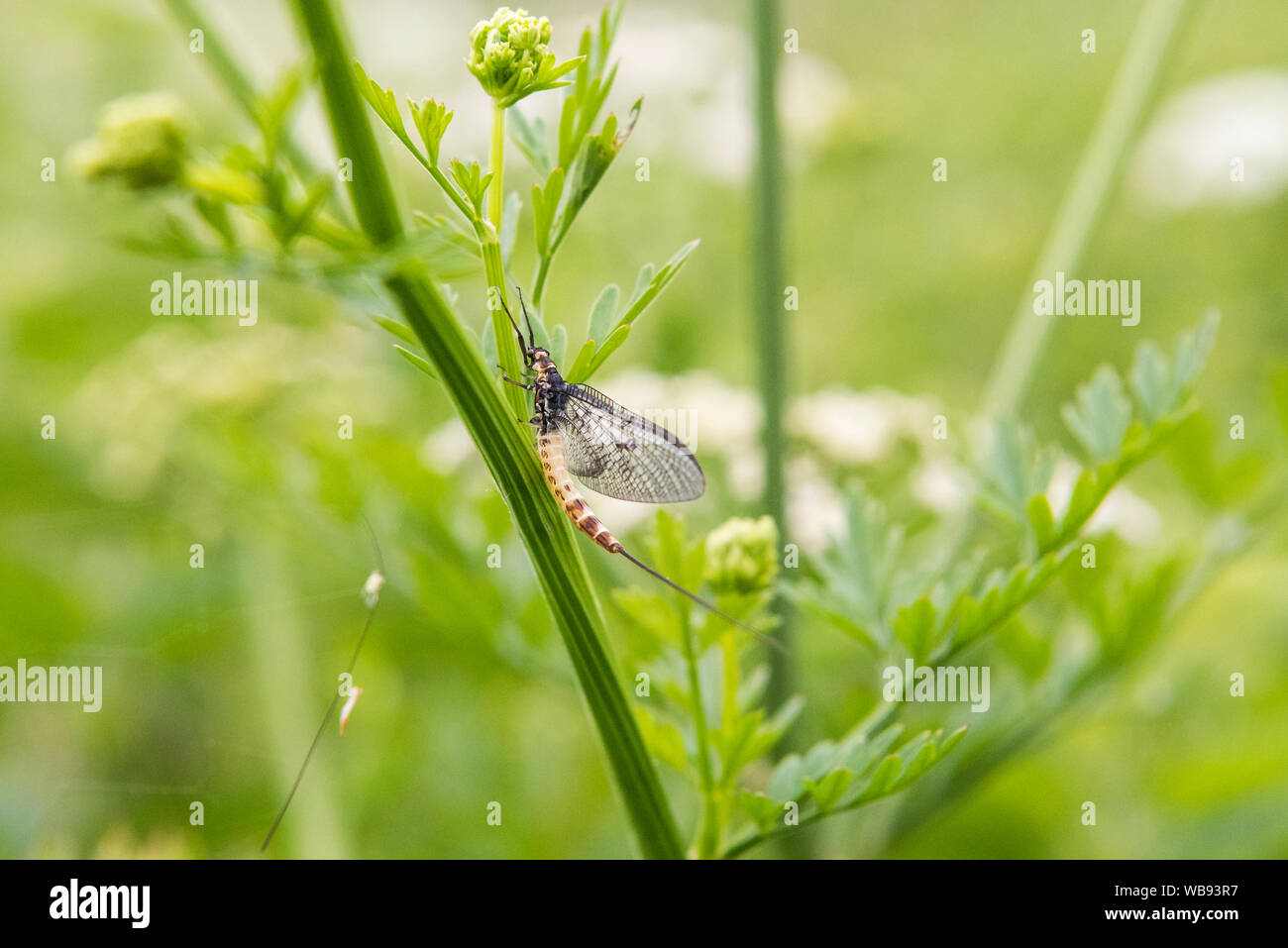 Mayfly, Ephemeroptera, on cow parsley. Stock Photo