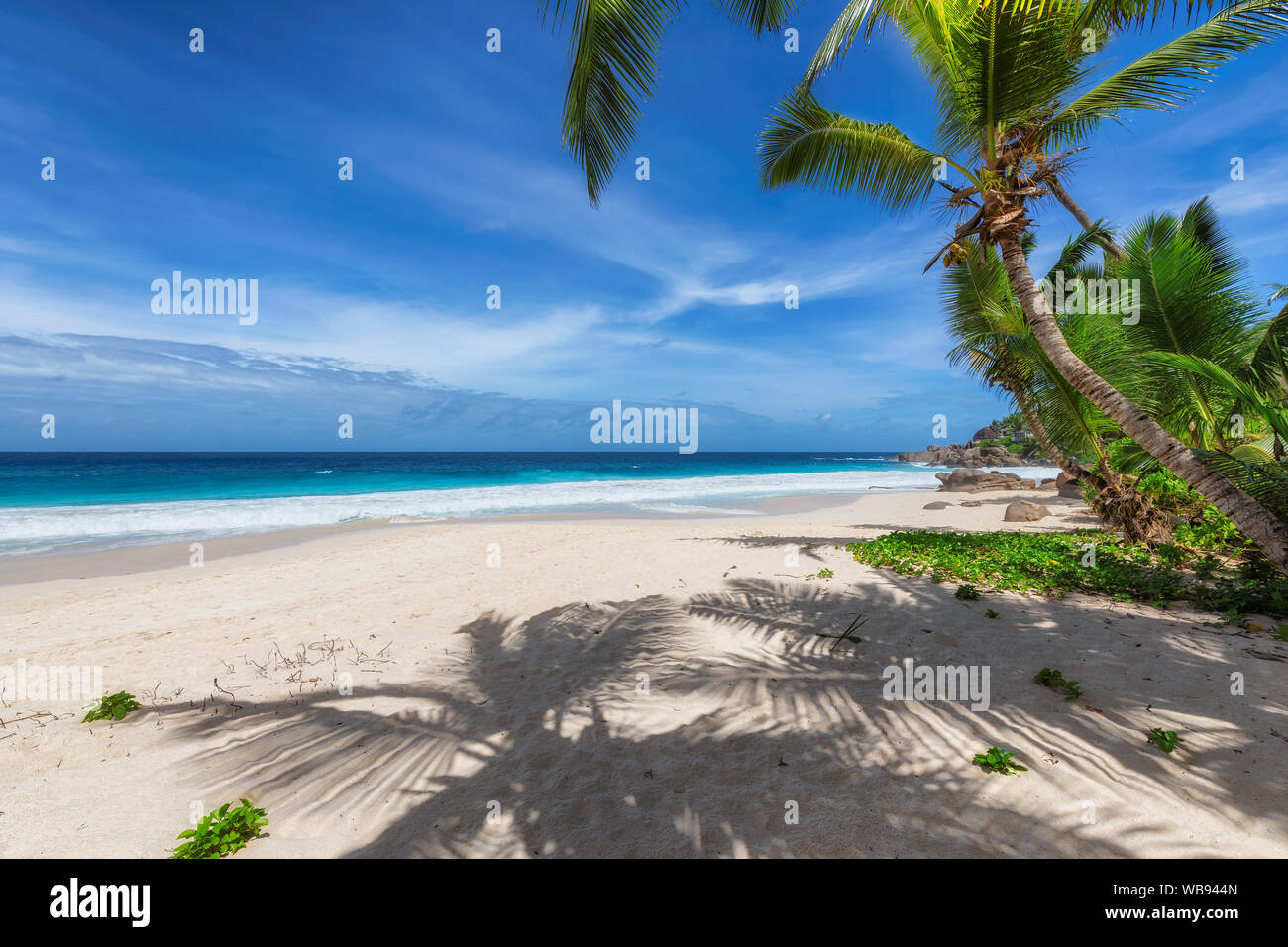 Paradise sandy beach with coconut palm trees and turquoise ocean waves Stock Photo