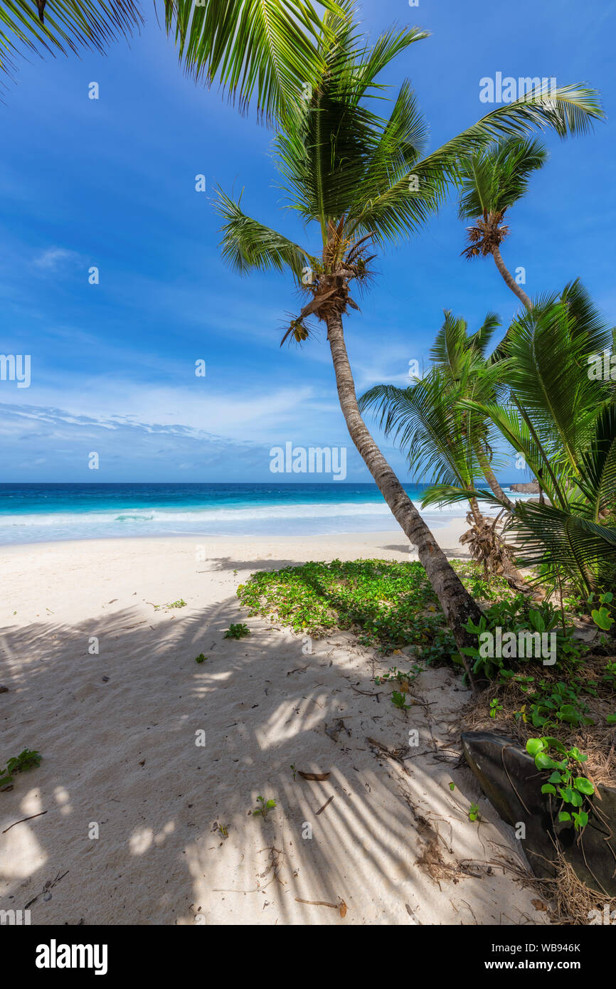 Paradise sandy beach with coconut palm trees and turquoise ocean waves Stock Photo