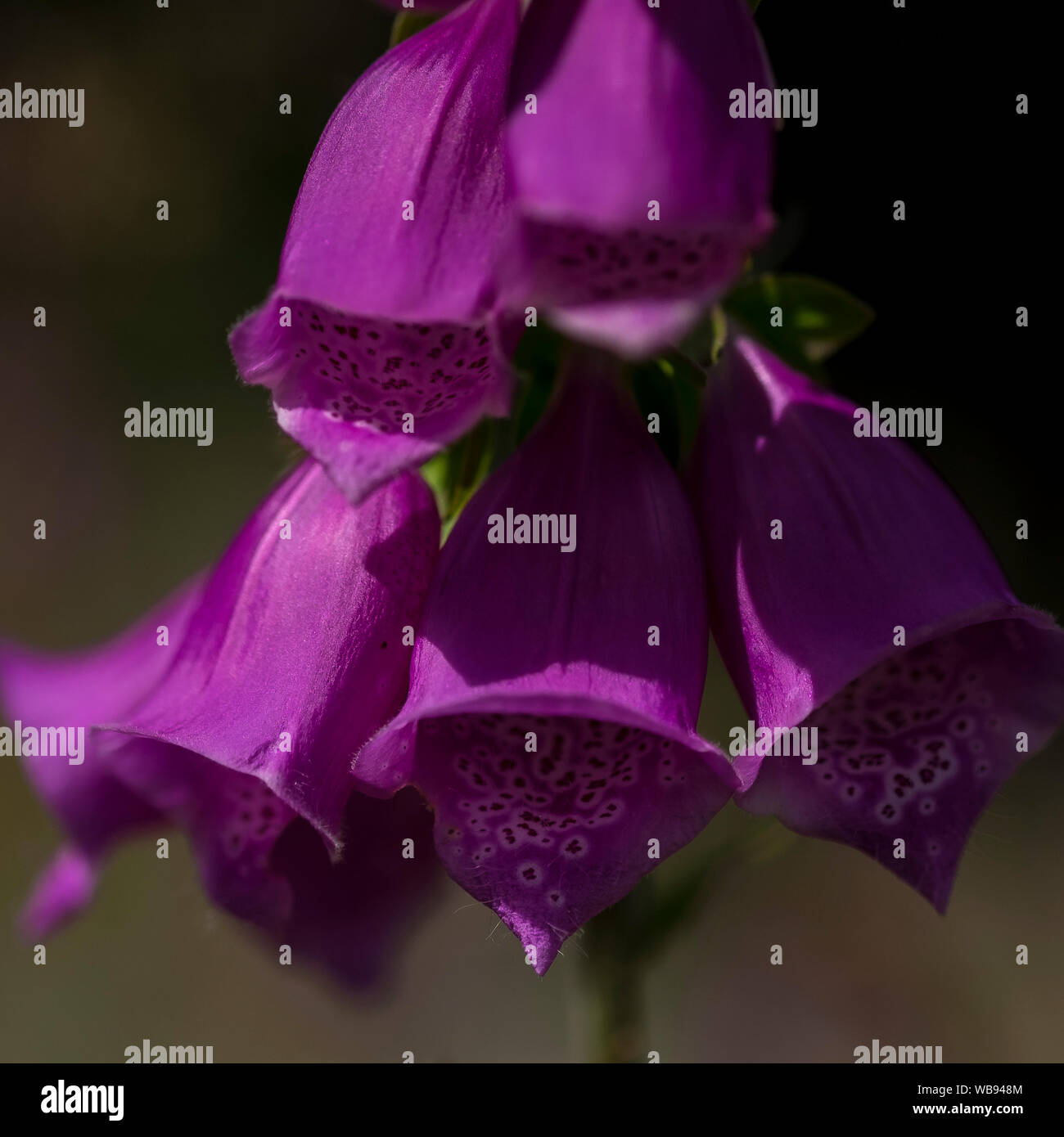 purple foxglove flower Stock Photo
