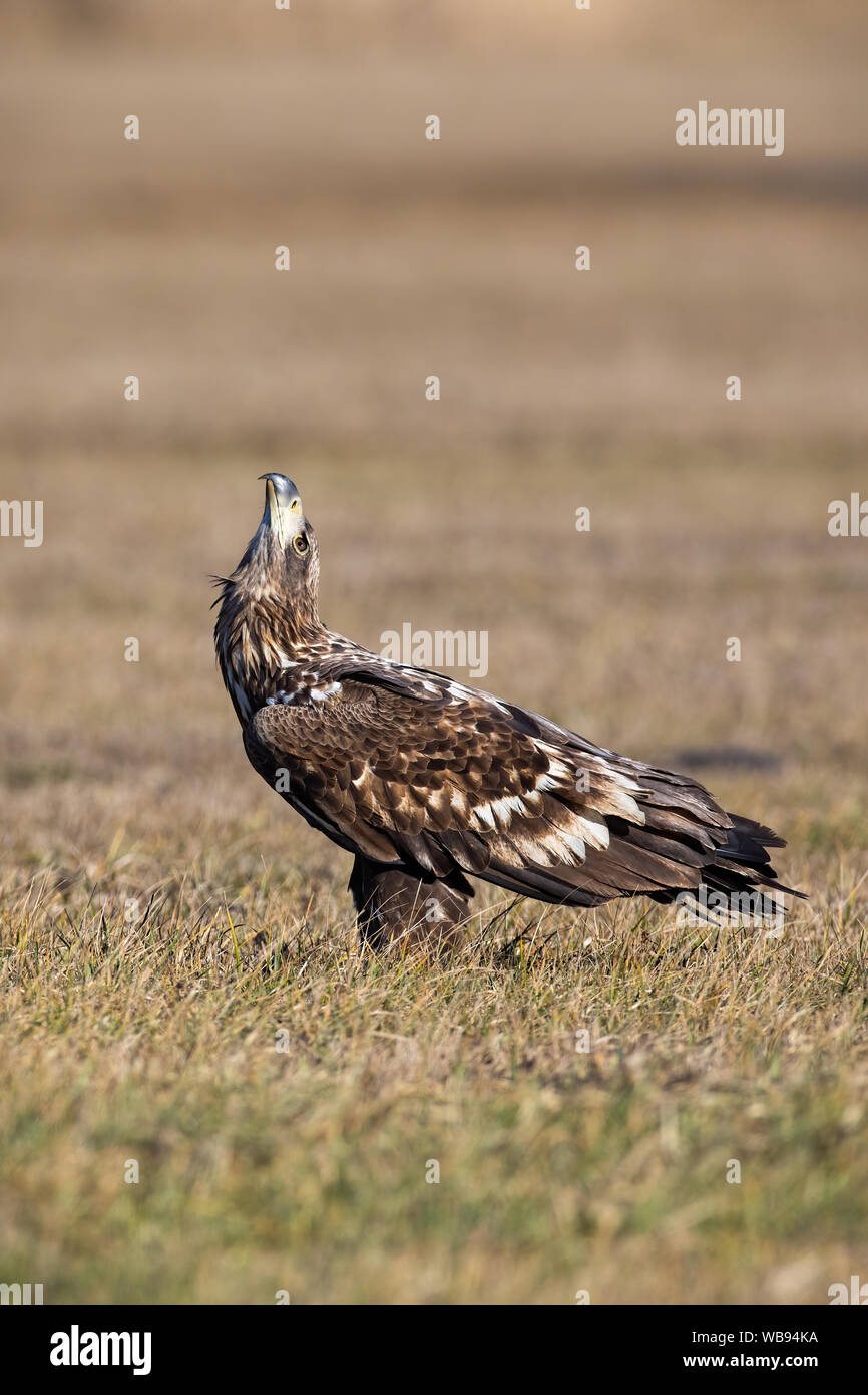 Young white-tailed eagle sitting on a meadow and looking up in spring. Stock Photo