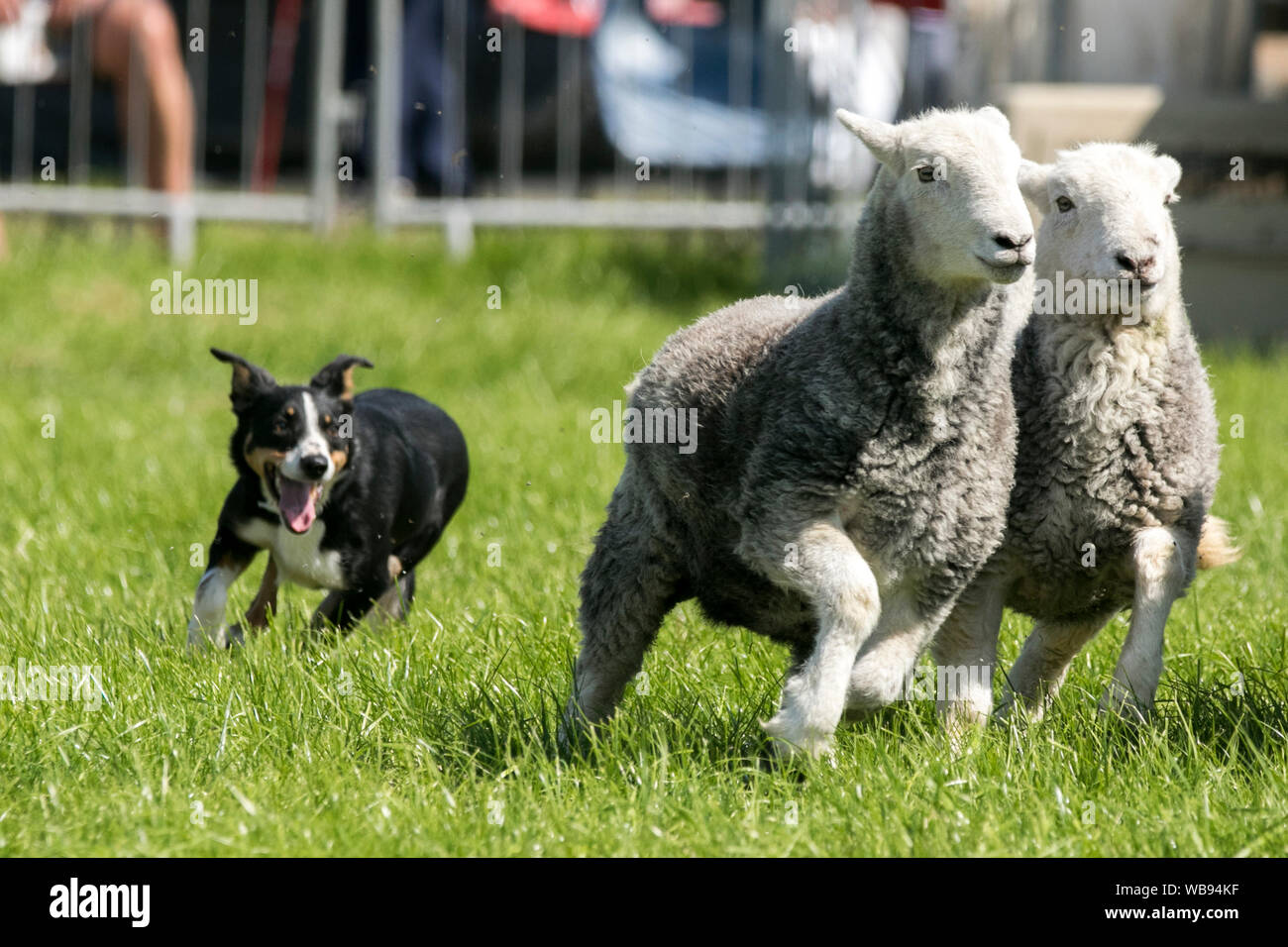 A border collie sheep dog herding exhibition Lake District Herdwick Sheep at the Chipping Agriculture show in Lancashire, UK Stock Photo