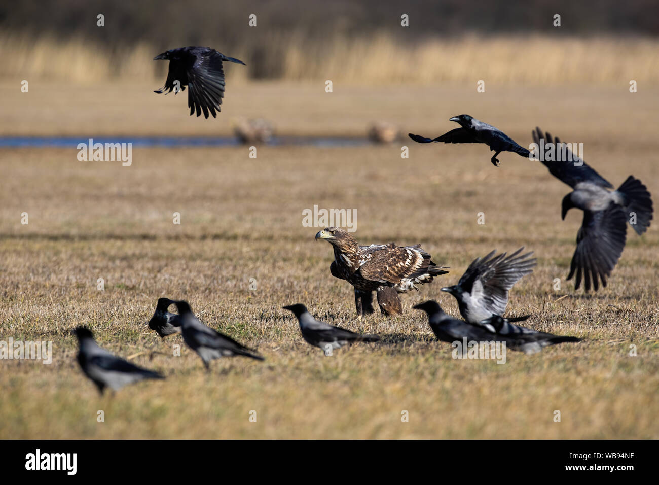 Flock of crows flying around white-tailed eagle sitting on the ground in winter Stock Photo