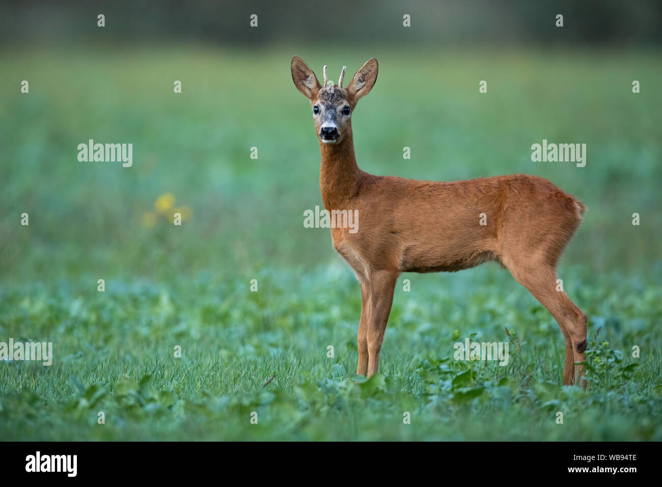 Alert roe deer buck listening carefully on agricultural field at dusk in summer Stock Photo