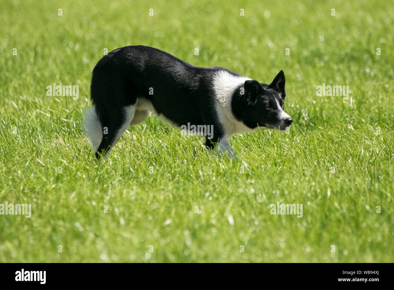 A border collie sheep dog herding exhibition at the Chipping Agriculture show in Lancashire, UK Stock Photo