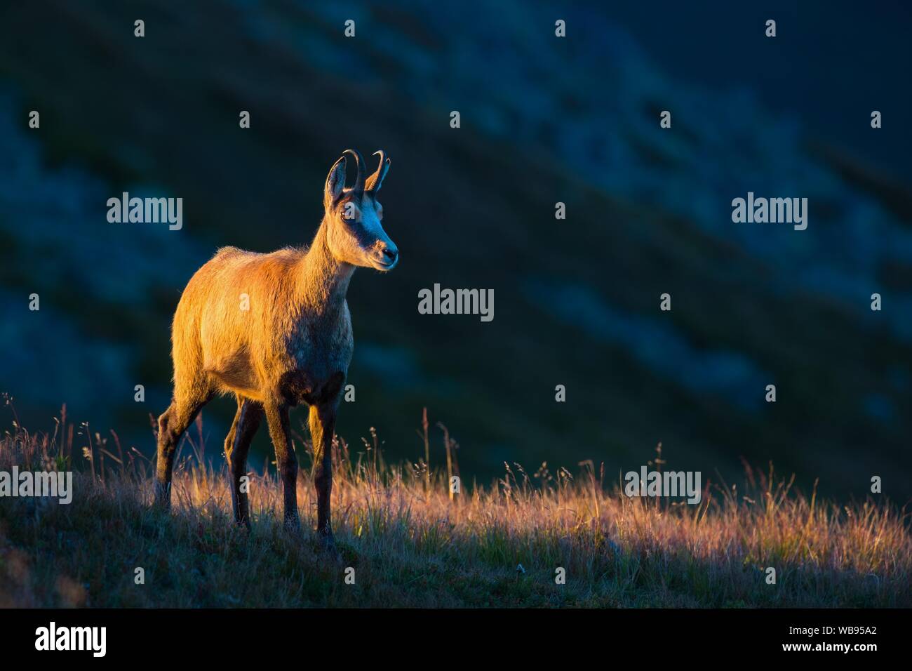 Chamois standing on dry grass lit by the sunset with copy space. Stock Photo