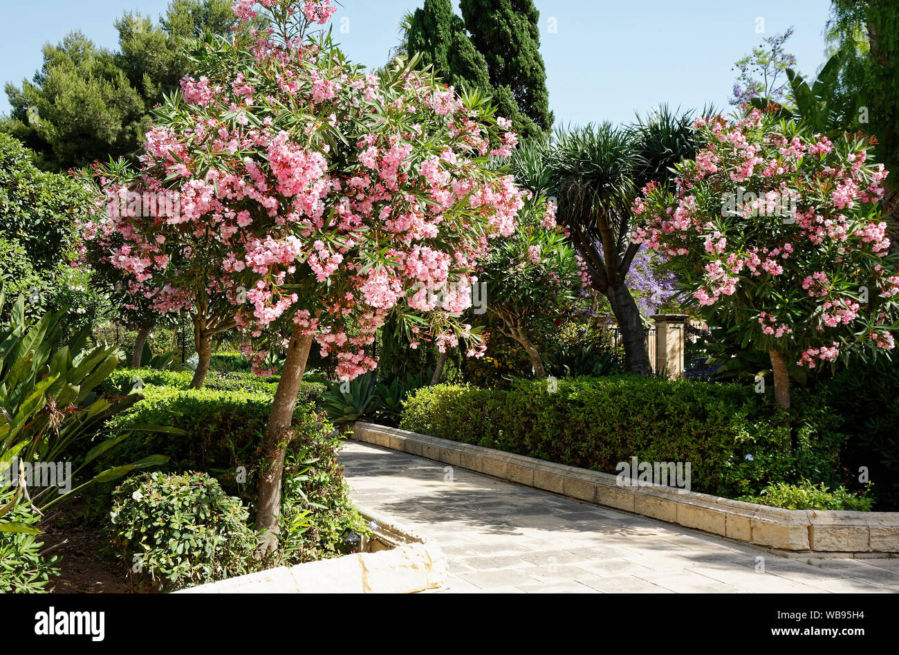 garden, stone walking path, trees, shrubs, flowers, tranquil, pink Oleander, tranquil, Corinthia Palace Hotel; Europe; Balzan; Malta; spring; horizont Stock Photo
