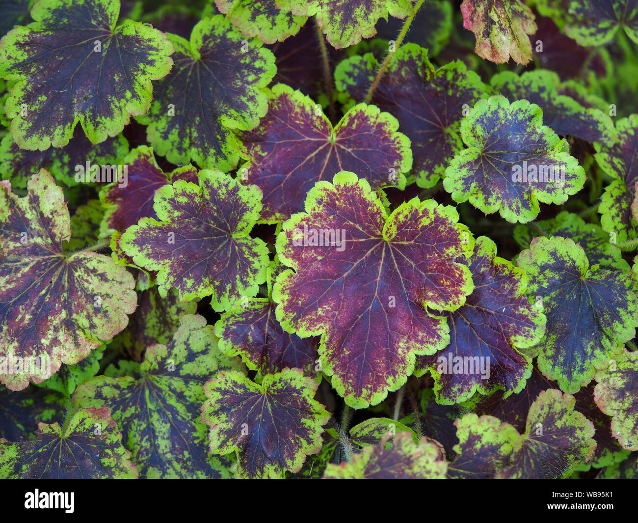 Closeup of the strikingly colourful variegated leaves of a Heucherella plant in a garden Stock Photo
