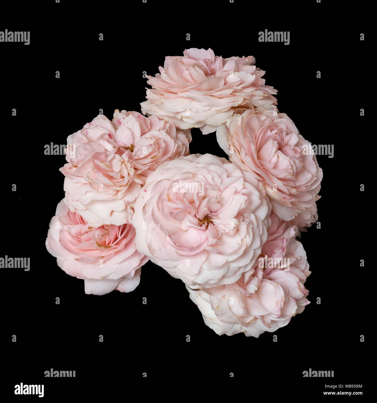 Cluster pink rose blooms white hi-res stock photography and images - Alamy