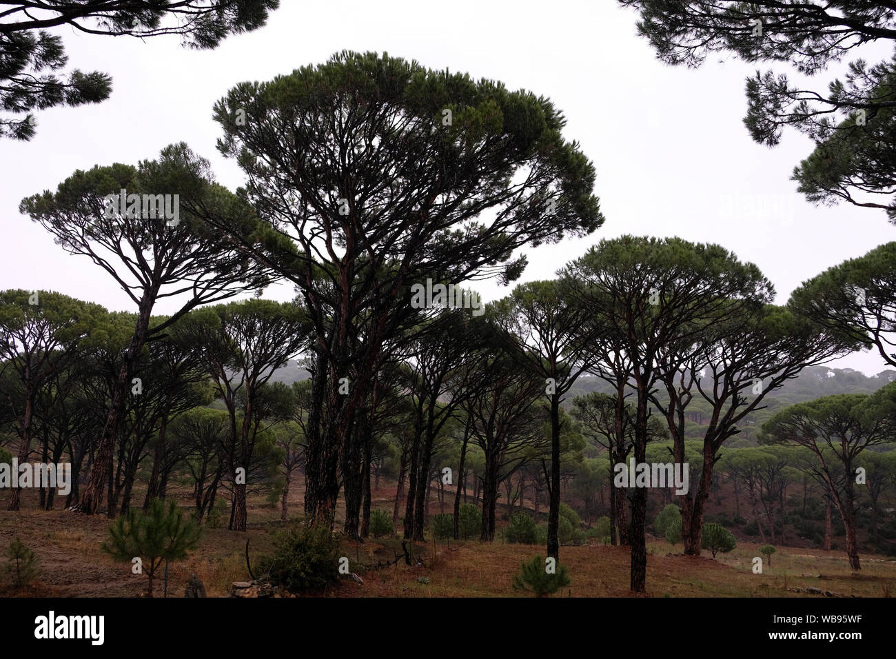 Peanut pine trees create beautiful images especially in the Aegean region Stock Photo