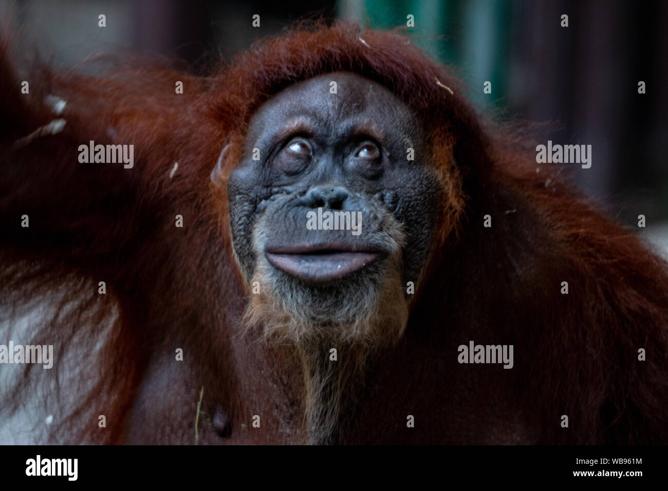 Beautiful female orangutan ( Bornean orangutan ) from the family Pongo Stock Photo