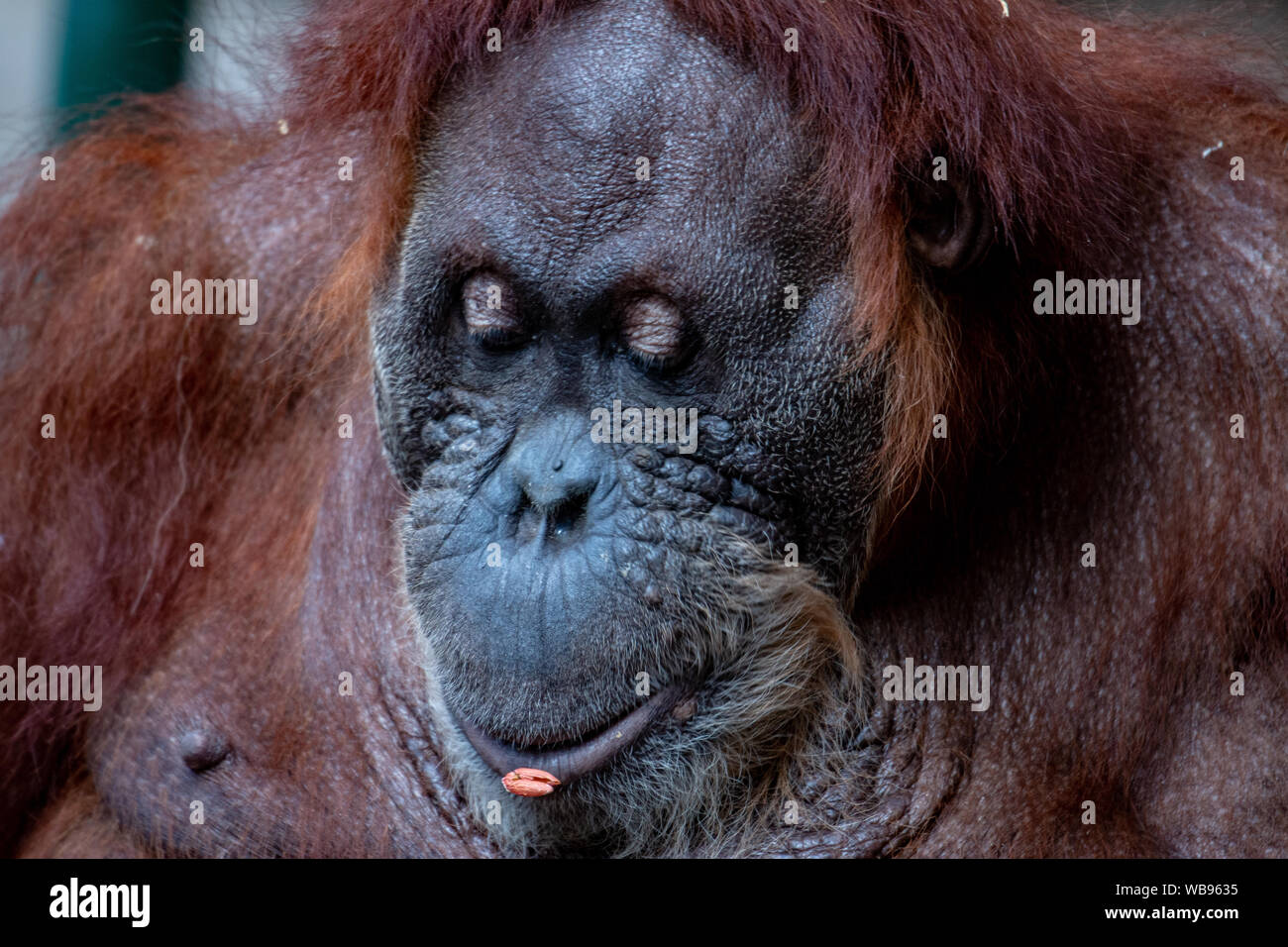 Beautiful female orangutan ( Bornean orangutan ) from the family Pongo Stock Photo