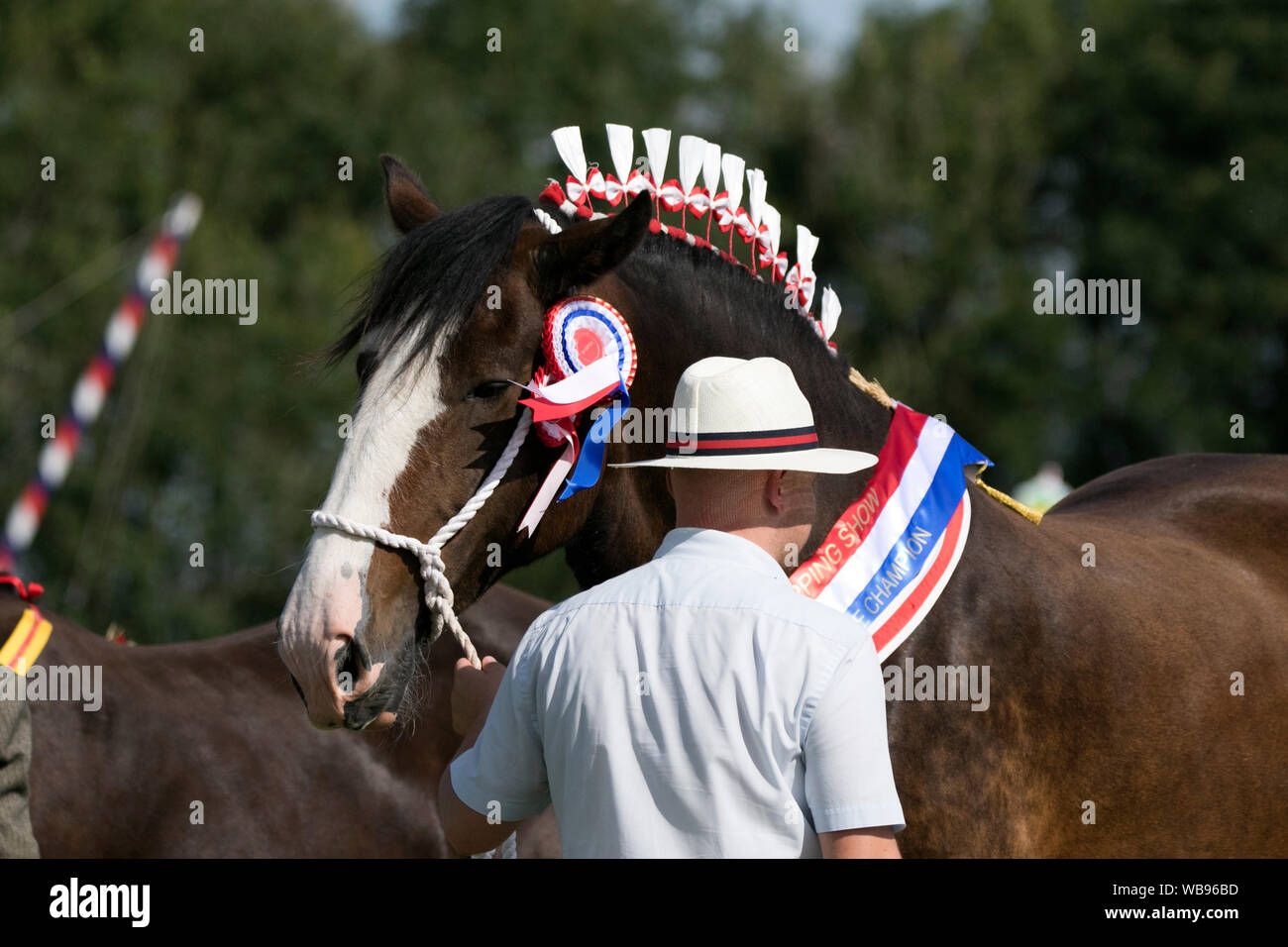 Chipping Agricultural Society 2019 in the Forest of Bowland, UK. Animal, award, rosette, ribbon, competition, symbol, winner, show, head harness. Stock Photo
