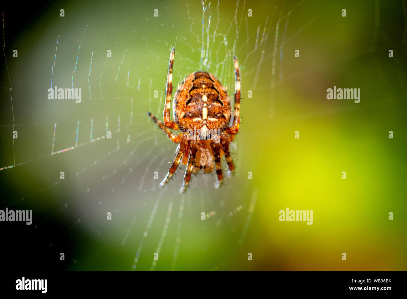 Common Garden Spider In The Back Garden Stock Photo 265119335 Alamy