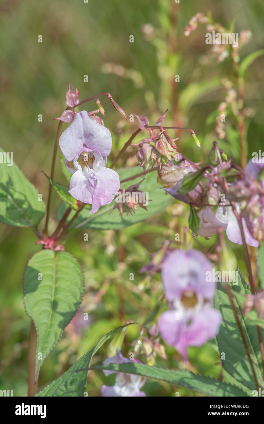 Flowers and upper leaves of the troublesome Himalayan Balsam / Impatiens glandulifera - which likes damp soils / ground, riversides, river banks. Stock Photo